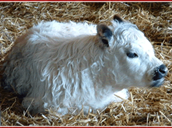 White Calf